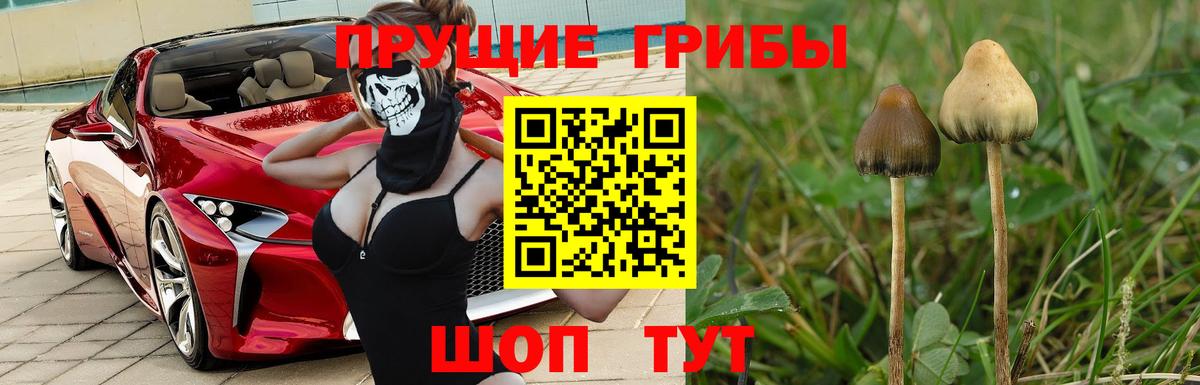 Псилоцибиновые грибы Psilocybine cubensis  Вход с VPN  Сергиев Посад 